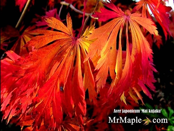 Buy Maiku jaku Dancing Peacock Aconitifolium Japanese Maple Trees